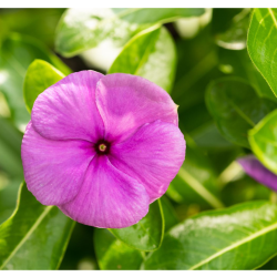 Throwback Thursday: Spring Gardening Tips